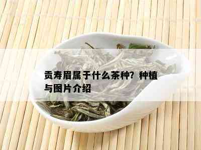 贡寿眉属于什么茶种？种植与图片介绍