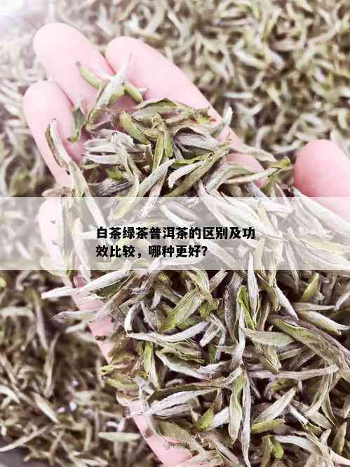 白茶绿茶普洱茶的区别及功效比较，哪种更好？