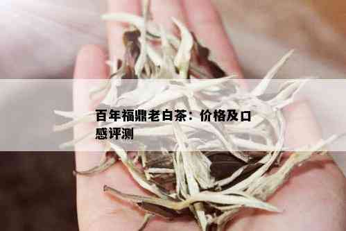 百年福鼎老白茶：价格及口感评测