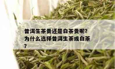 普洱生茶贵还是白茶贵呢？为什么选择普洱生茶或白茶？