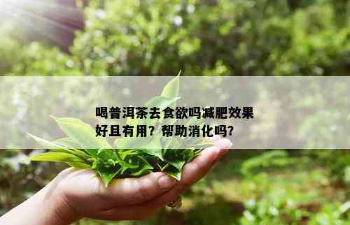 喝普洱茶去食欲吗减肥效果好且有用？帮助消化吗？