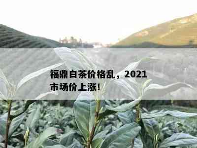 福鼎白茶价格乱，2021市场价上涨！