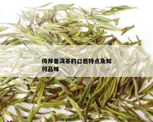 倚邦普洱茶的口感特点及如何品味