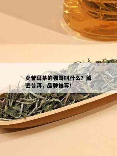 卖普洱茶的强哥叫什么？解密普洱，品牌推荐！