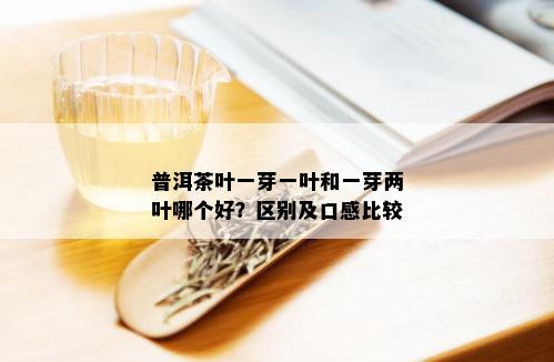 普洱茶叶一芽一叶和一芽两叶哪个好？区别及口感比较