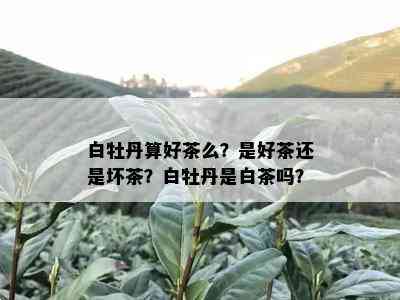 白牡丹算好茶么？是好茶还是坏茶？白牡丹是白茶吗？