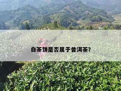 白茶饼是否属于普洱茶？