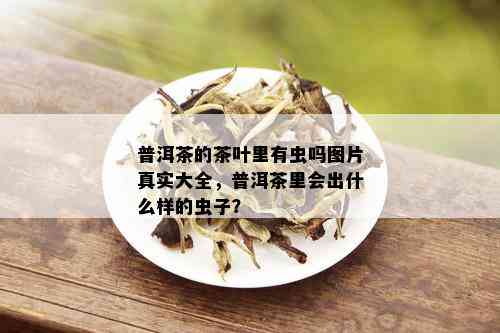 普洱茶的茶叶里有虫吗图片真实大全，普洱茶里会出什么样的虫子？