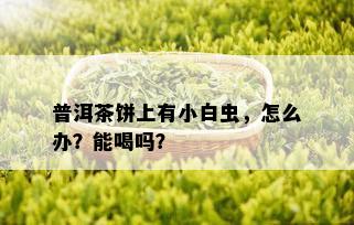 普洱茶饼上有小白虫，怎么办？能喝吗？