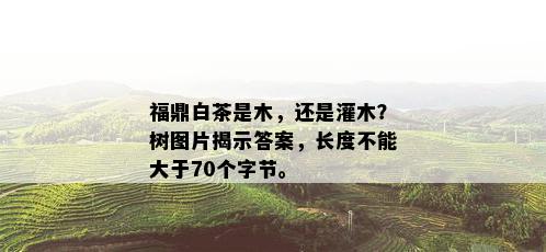 福鼎白茶是木，还是灌木？树图片揭示答案，长度不能大于70个字节。