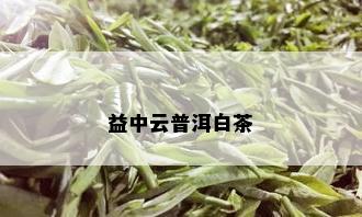 益中云普洱白茶