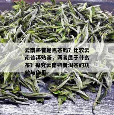 云南熟普是黑茶吗？比较云南普洱熟茶，两者属于什么茶？探究云南熟普洱茶的功效与作用