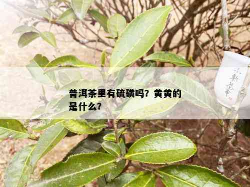 普洱茶里有硫磺吗？黄黄的是什么？