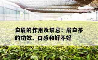 白眉的作用及禁忌：眉白茶的功效、口感和好不好