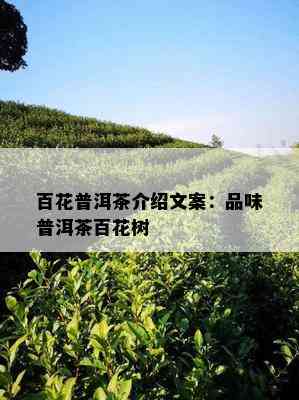 百花普洱茶介绍文案：品味普洱茶百花树