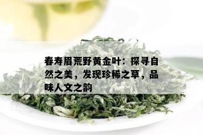 春寿眉荒野黄金叶：探寻自然之美，发现珍稀之草，品味人文之韵