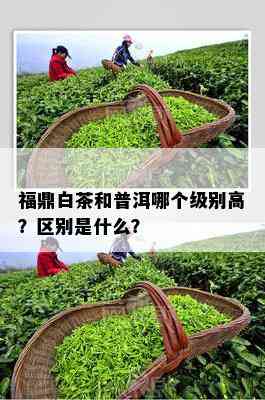 福鼎白茶和普洱哪个级别高？区别是什么？