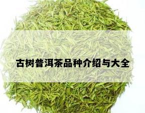 古树普洱茶品种介绍与大全