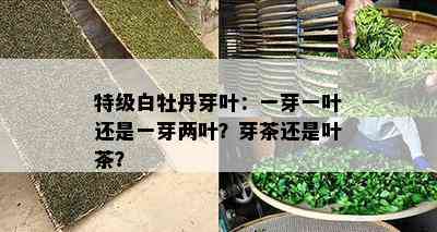 特级白牡丹芽叶：一芽一叶还是一芽两叶？芽茶还是叶茶？