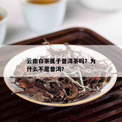 云南白茶属于普洱茶吗？为什么不是普洱？