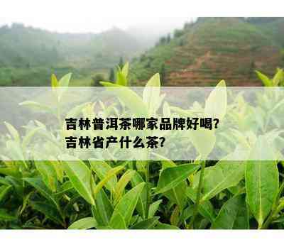 吉林普洱茶哪家品牌好喝？吉林省产什么茶？