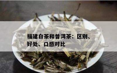 福建白茶和普洱茶：区别、好处、口感对比