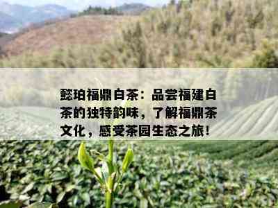 懿珀福鼎白茶：品尝福建白茶的独特韵味，了解福鼎茶文化，感受茶园生态之旅！