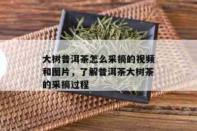 大树普洱茶怎么采摘的视频和图片，了解普洱茶大树茶的采摘过程