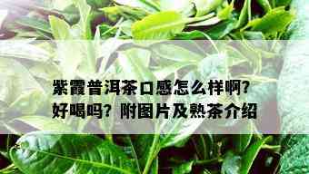 紫霞普洱茶口感怎么样啊？好喝吗？附图片及熟茶介绍