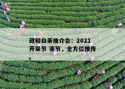 政和白茶推介会：2021开采节 茶节，全方位推传。