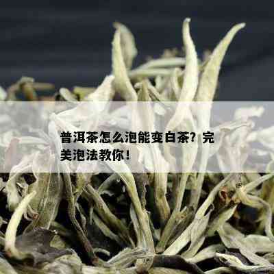 普洱茶怎么泡能变白茶？完美泡法教你！