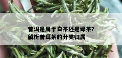 普洱是属于白茶还是绿茶？解析普洱茶的分类归属