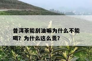 普洱茶能刮油嘛为什么不能喝？为什么这么贵？