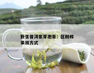 野生普洱紫芽孢茶：区别和采摘方式