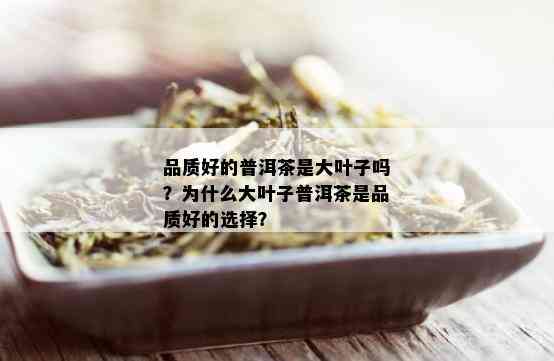 品质好的普洱茶是大叶子吗？为什么大叶子普洱茶是品质好的选择？