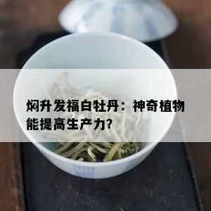 焖升发福白牡丹：神奇植物能提高生产力？