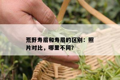 荒野寿眉和寿眉的区别：照片对比，哪里不同？