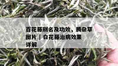 百花藤别名及功效，腾杂草图片 | 白花藤治病效果详解