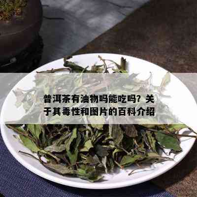 普洱茶有油物吗能吃吗？关于其性和图片的百科介绍