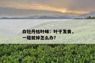 白牡丹枯叶味：叶子发黄，一碰就掉怎么办？