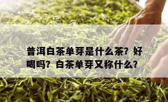 普洱白茶单芽是什么茶？好喝吗？白茶单芽又称什么？