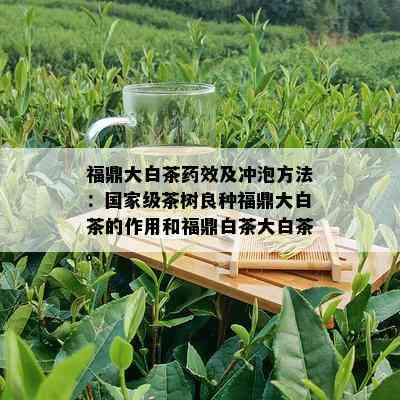 福鼎大白茶效及冲泡方法：国家级茶树良种福鼎大白茶的作用和福鼎白茶大白茶。