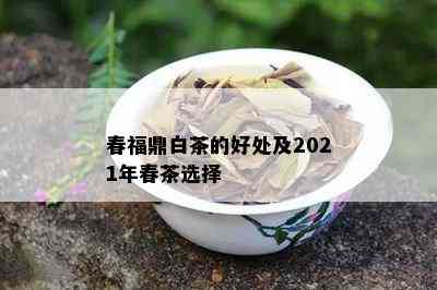 春福鼎白茶的好处及2021年春茶选择