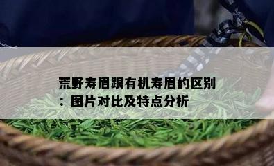 荒野寿眉跟有机寿眉的区别：图片对比及特点分析