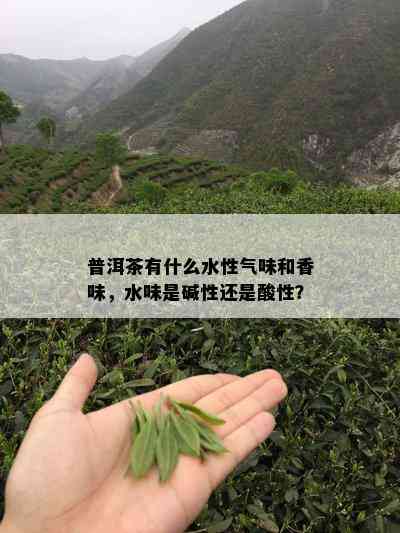 普洱茶有什么水性气味和香味，水味是碱性还是酸性？