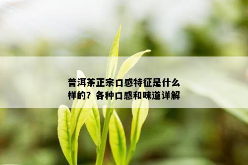 普洱茶正宗口感特征是什么样的？各种口感和味道详解