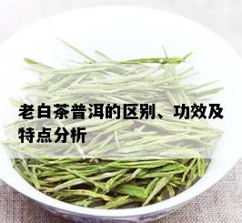 老白茶普洱的区别、功效及特点分析