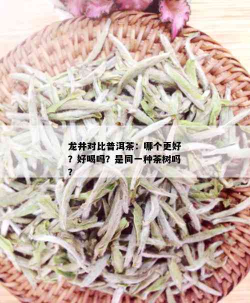 龙井对比普洱茶：哪个更好？好喝吗？是同一种茶树吗？