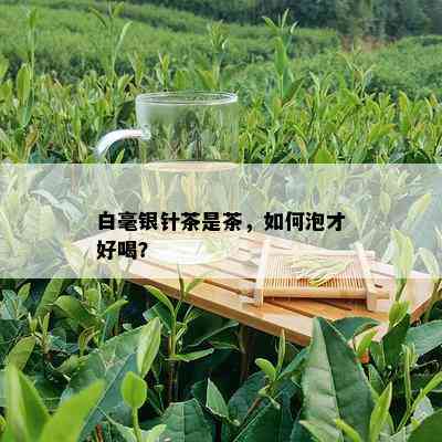 白毫银针茶是茶，如何泡才好喝？