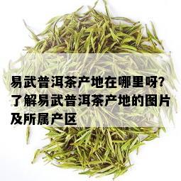 易武普洱茶产地在哪里呀？了解易武普洱茶产地的图片及所属产区